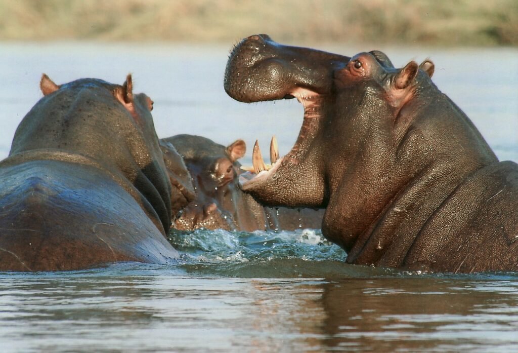 hippopotamus, animals, wildlife, hippo, mammals, wild animals, fauna, nature, safari, river, playing, hippopotamus, hippopotamus, hippopotamus, hippopotamus, hippo, hippo, hippo, hippo, hippo