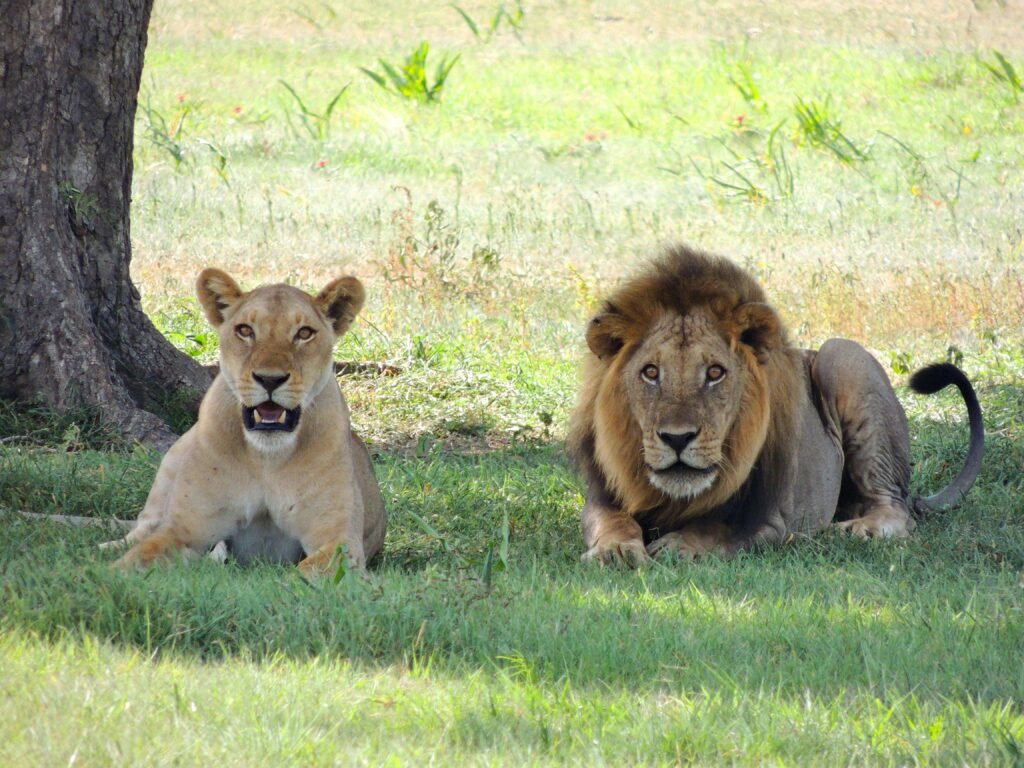 A male and female lion resting together in a grassy outdoor setting.