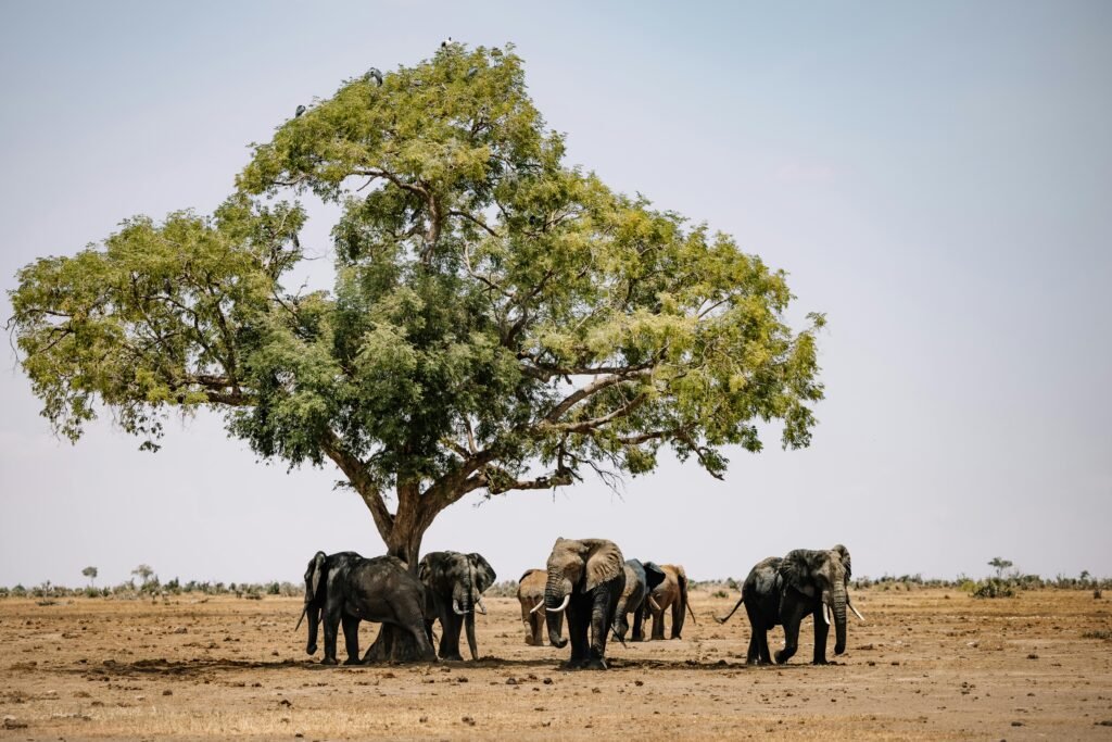 A herd of African elephants standing under a large tree in the wild, showcasing nature at its best.