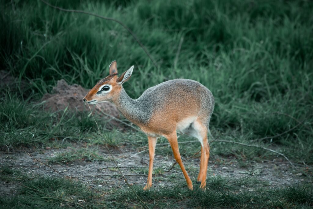 A young Dik-dik grazing in its natural habitat, showcasing its delicate features.