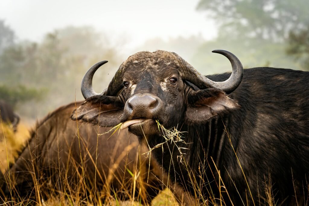 A captivating close-up of an African buffalo grazing in the grasslands of South Africa.