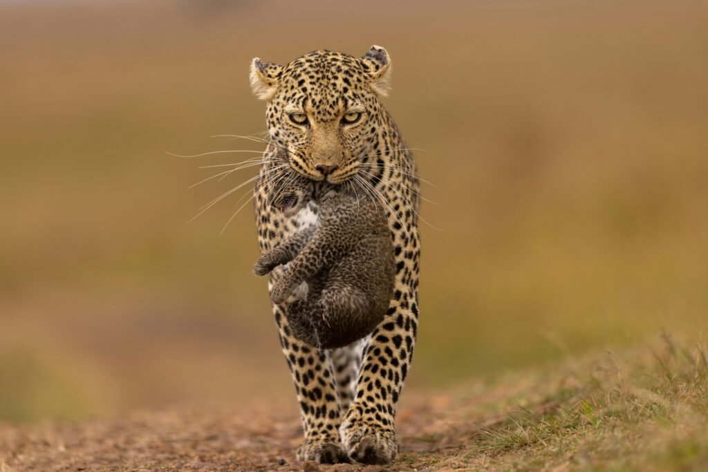 A mother African leopard carrying her cub in the Maasai Mara, Kenya, showcasing wildlife care.