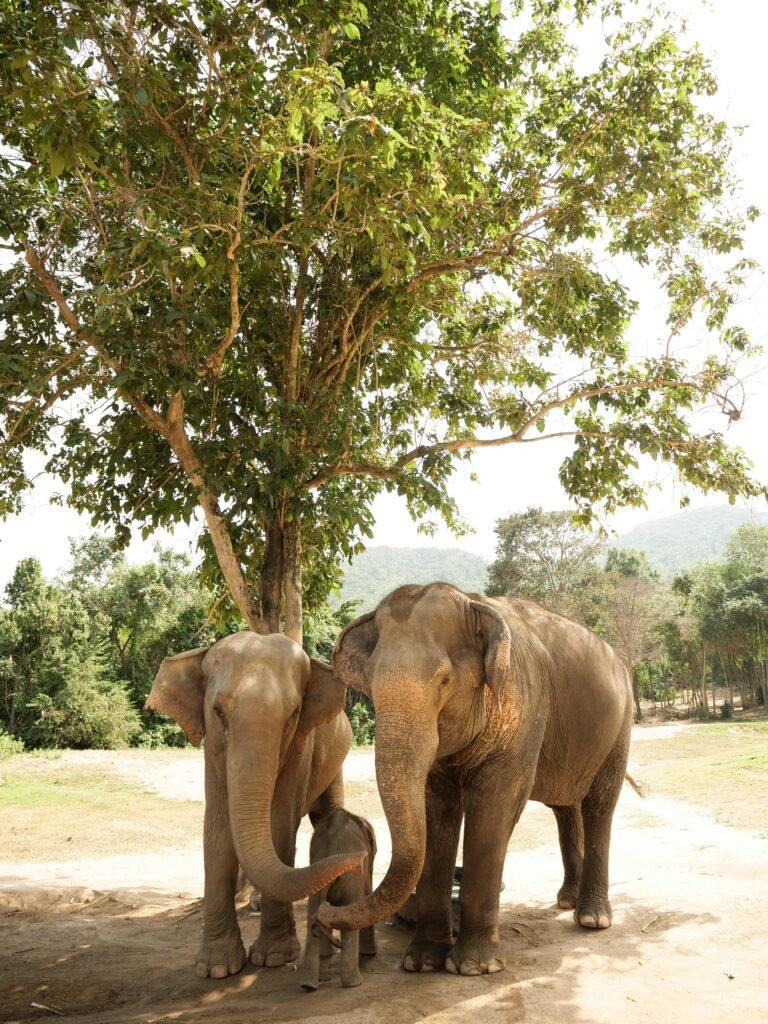 Two Asian elephants relaxing under a tree in a natural setting in Thailand.