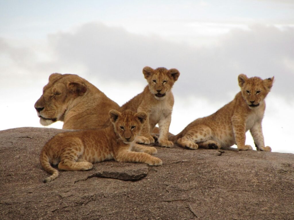 A lioness and her playful cubs rest on a rock in Tanzania's wild savannah.