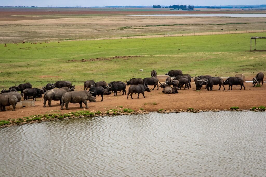 A peaceful scene of buffaloes gathered by a lakeside in a vast grassland.