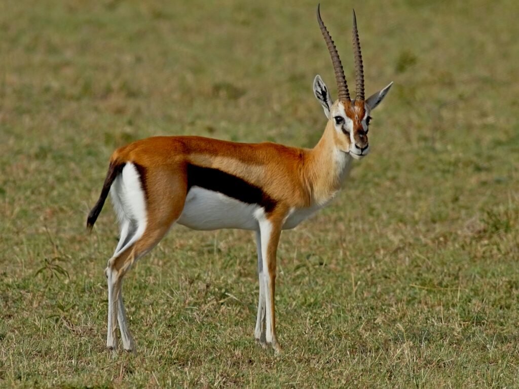 Thompson's gazelle stands gracefully in the vast grasslands of Nakuru, Kenya.
