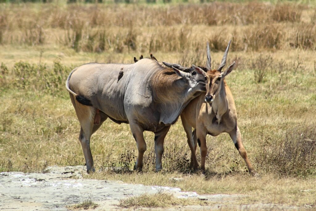 Two elands interacting in a grassy savannah landscape on a sunny day.