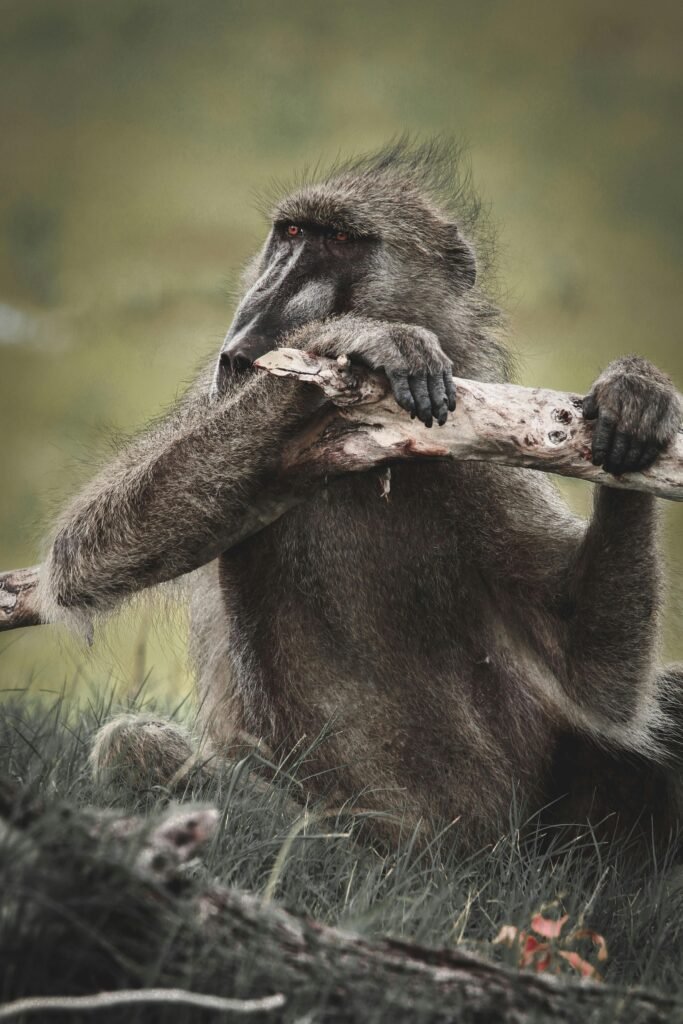 A baboon sits comfortably on a tree branch in the wild, showcasing its natural behavior.