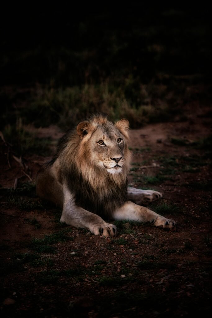 A powerful lion lying down outdoors, showcasing its mane and majestic presence.