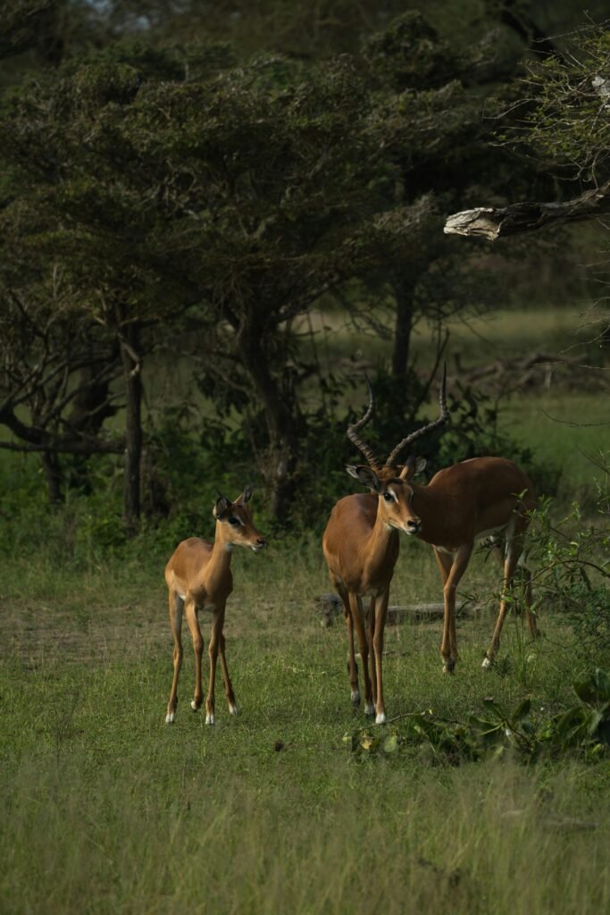 Two impalas standing in a grassy field, captured in natural African habitat.