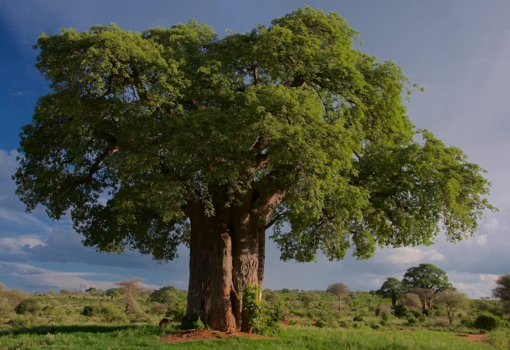 tree, baobab, tarangire national park, tanzania, landscape, wilderness, wild, nature, tree, tree, tree, tree, baobab, baobab, baobab, baobab, baobab, tanzania, tanzania