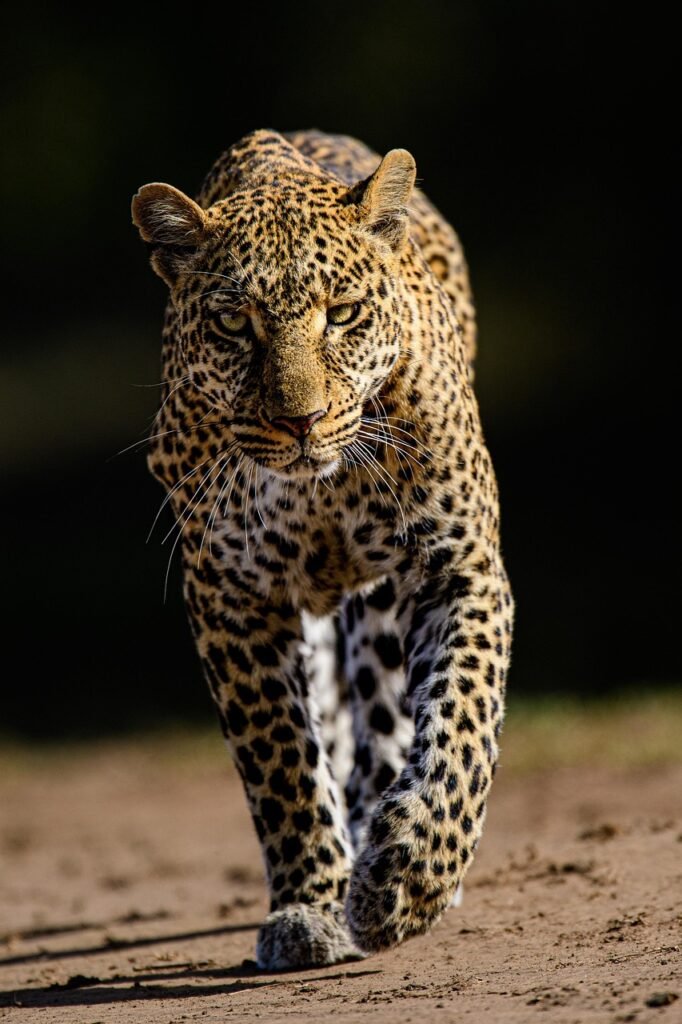 leopard, cat, feline, wildcat, spots, whiskers, safari, pet, animal, wildlife, predator, nature, wild, savannah, wilderness, eyes, dangerous, jungle, fauna