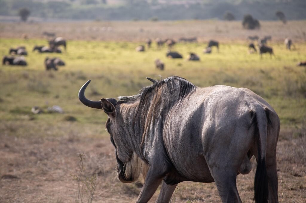 wildebeest, animal, predator, africa, wildlife, nature, landscape, migration