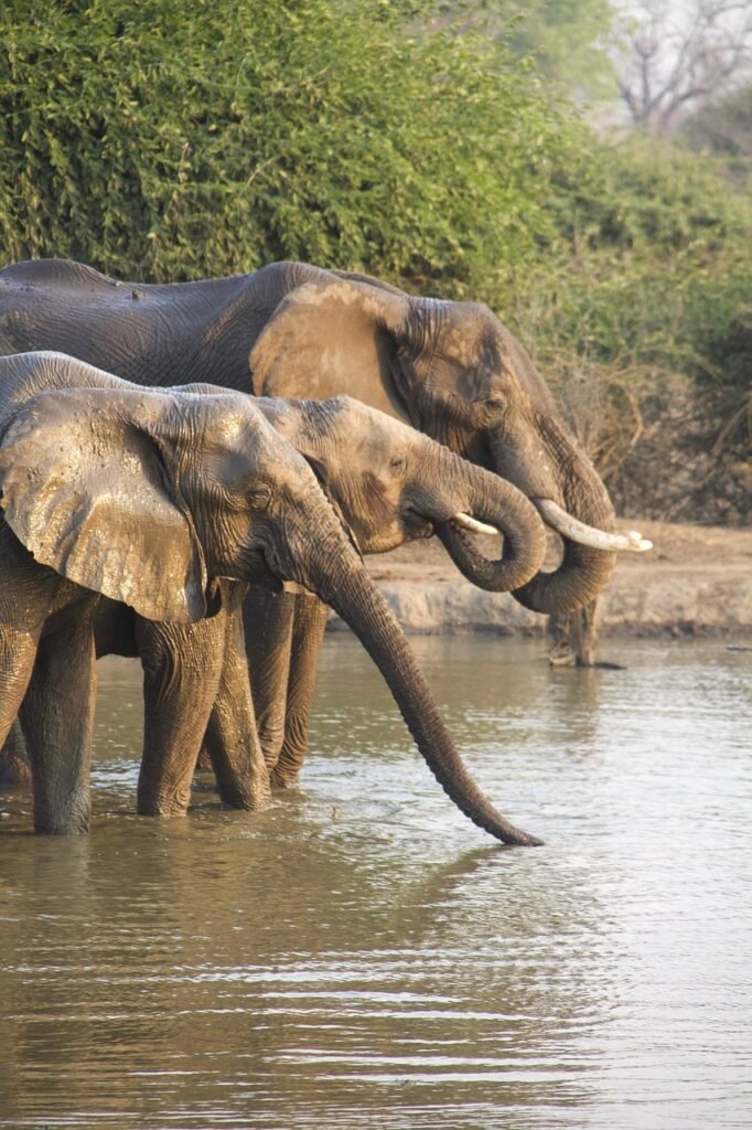 elephants, africa, nature, safari, zambia, elephants, elephants, elephants, africa, africa, africa, africa, nature, nature, nature, nature, nature, safari, safari, safari, zambia, zambia