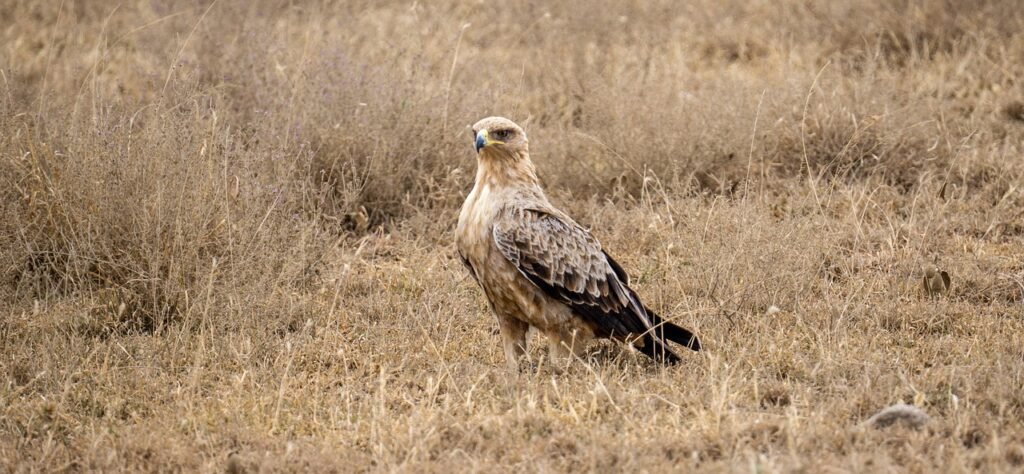 bird, raptor, animal, tanzania, africa, nature, wildlife