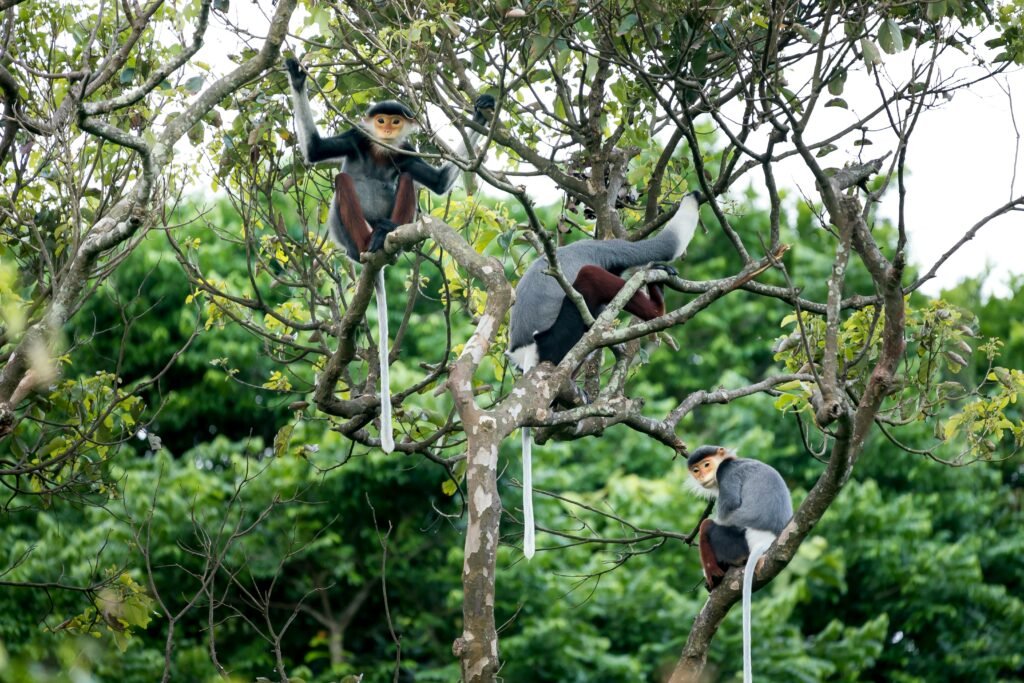 A group of red-shanked douc monkeys perched on branches in their lush, tropical environment.