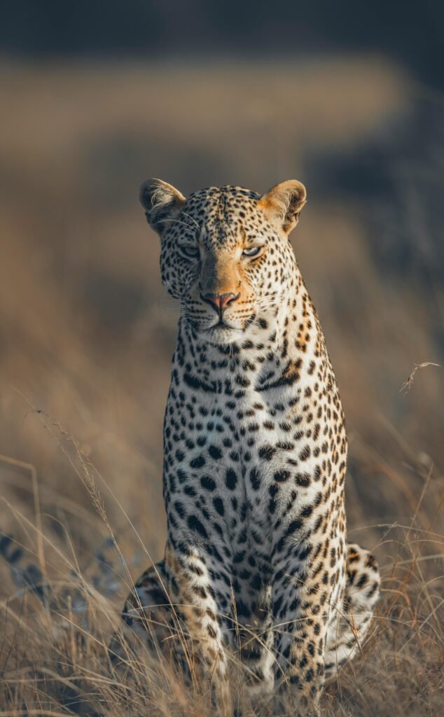 A stunning close-up of an African leopard amidst the golden grasslands of Kenya's Maasai Mara.
