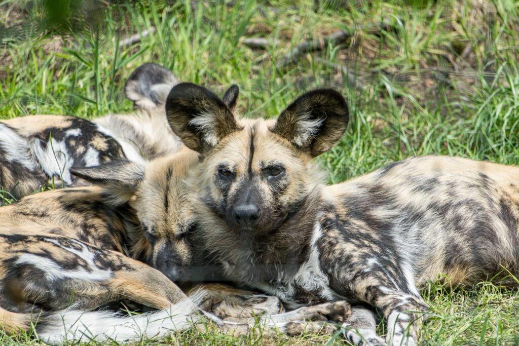 Group of African Wild Dogs relaxing on grassy terrain in the UK daytime.