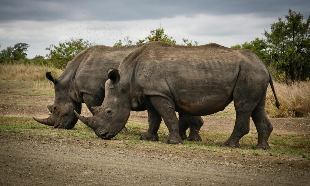 Two rhinoceroses graze in Kruger Park, showcasing the beauty of South African wildlife.
