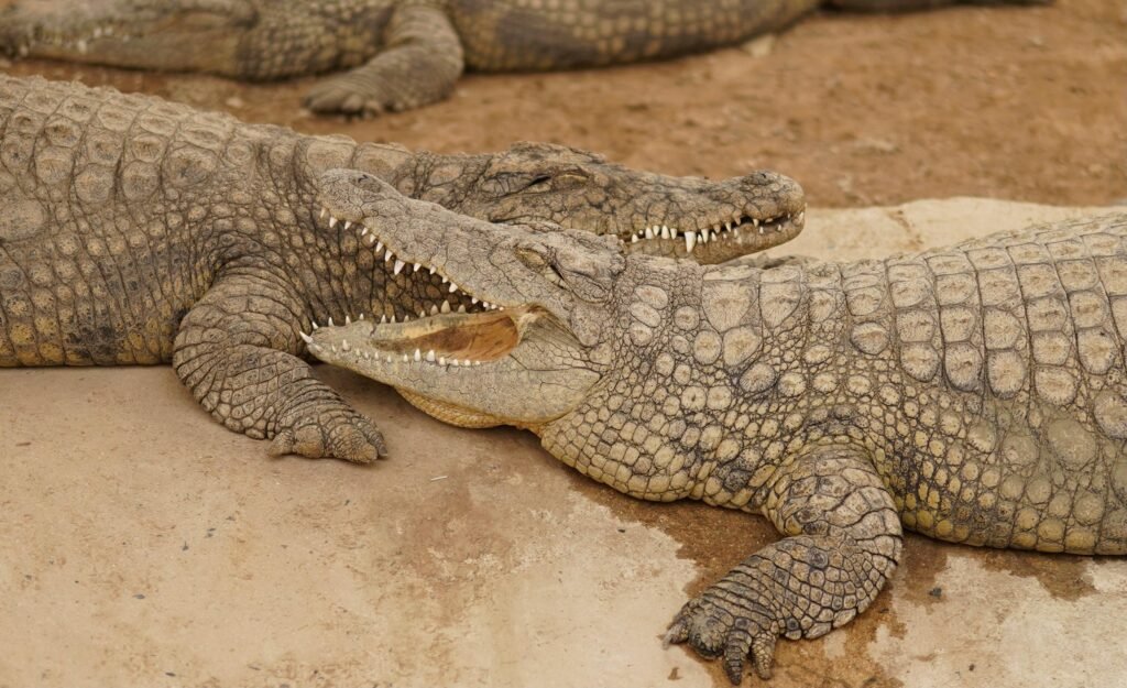 Two crocodiles resting closely on sandy ground, showcasing their rough textured skin and open mouth.