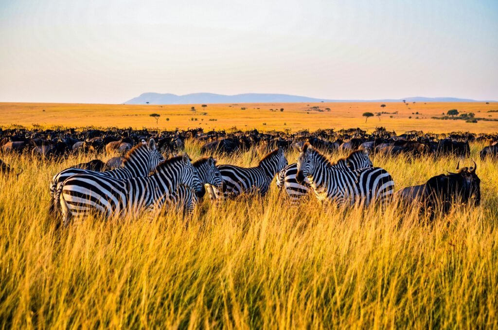 A herd of zebras and wildebeest grazing in Nakuru's vibrant grassland.