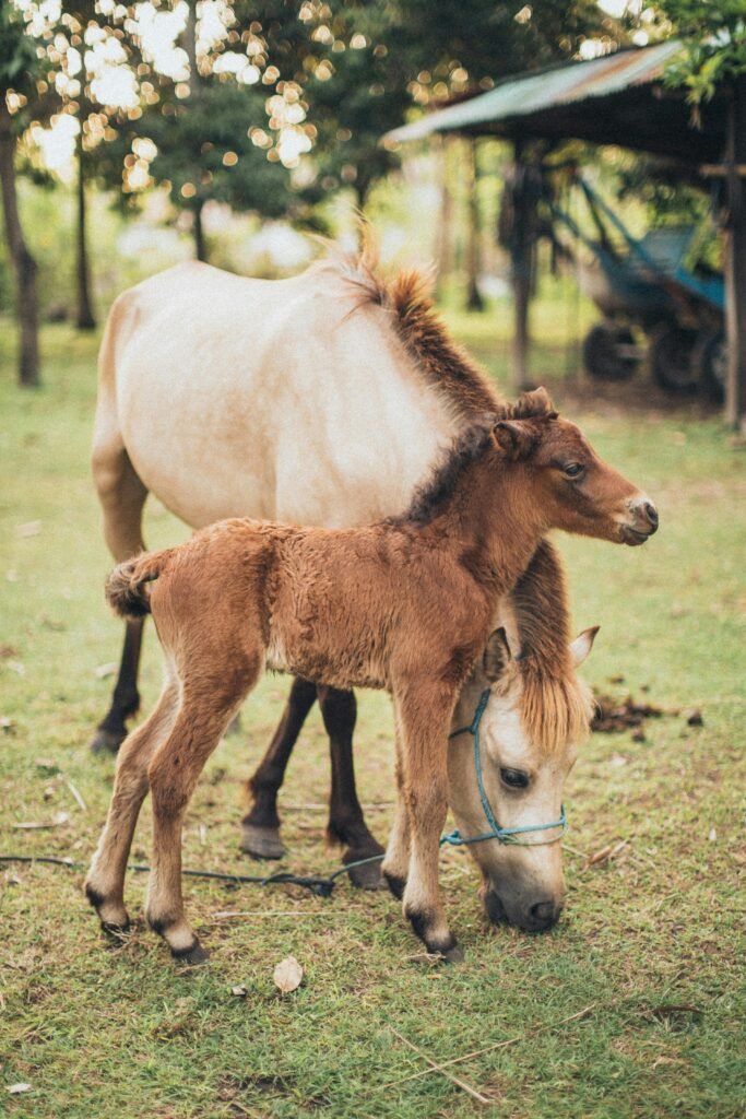 A mare and foal peacefully grazing in a grassy pasture during a sunny day. Captured outdoors with a rustic background.